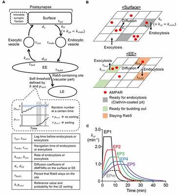 Postsynaptic Stability and Variability Described by a Stochastic Model of Endosomal Trafficking